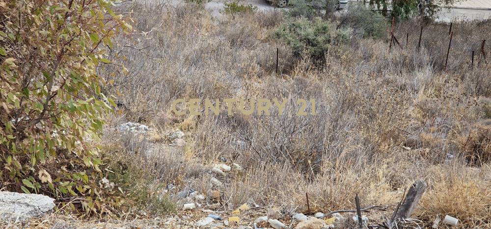 Οικόπεδο — Κορυδαλλός