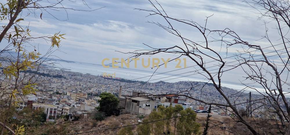 Οικόπεδο — Κορυδαλλός