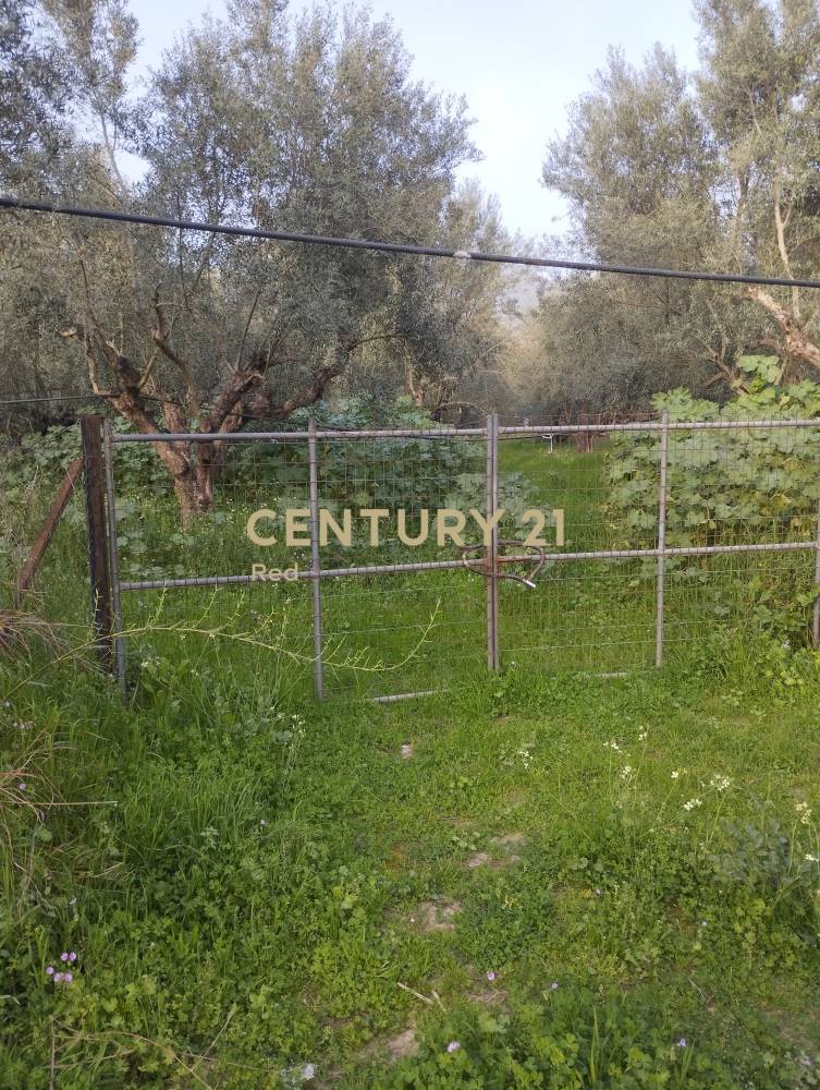Αγροτεμάχιο στην περιοχή Καλαμάτα — φωτογραφία 3