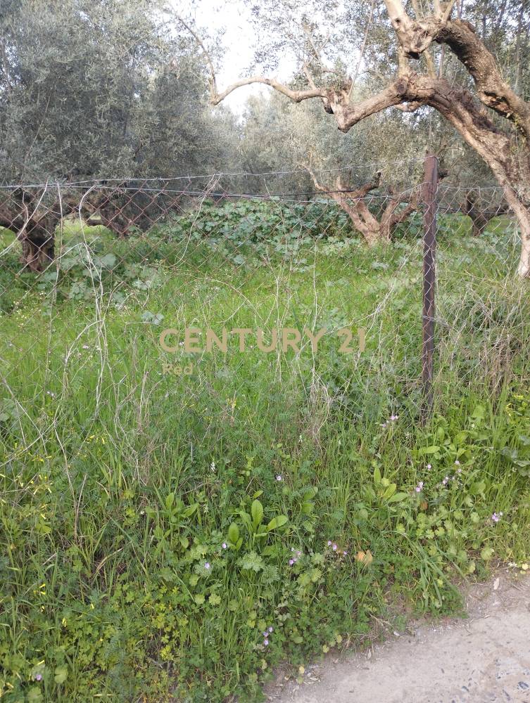Αγροτεμάχιο στην περιοχή Καλαμάτα — φωτογραφία 5