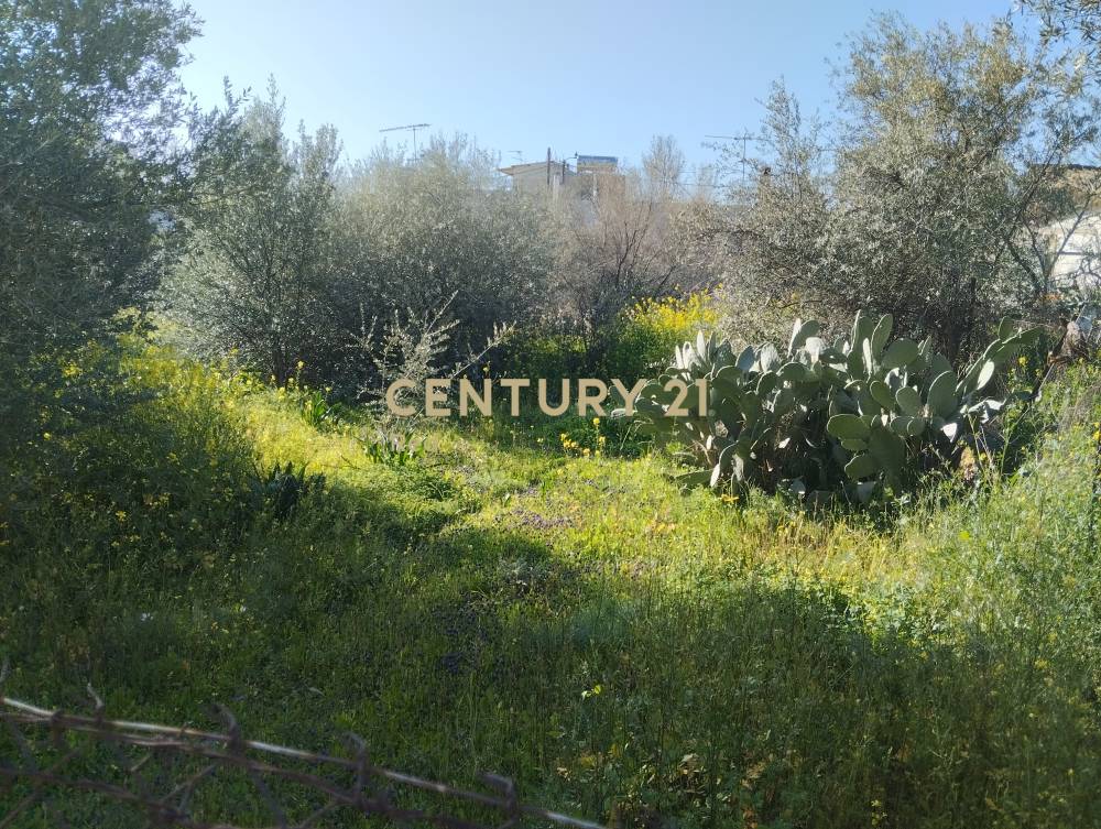 Οικόπεδο — Μαγούλα