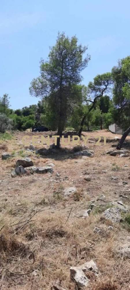 Οικόπεδο — Μαλεσίνης