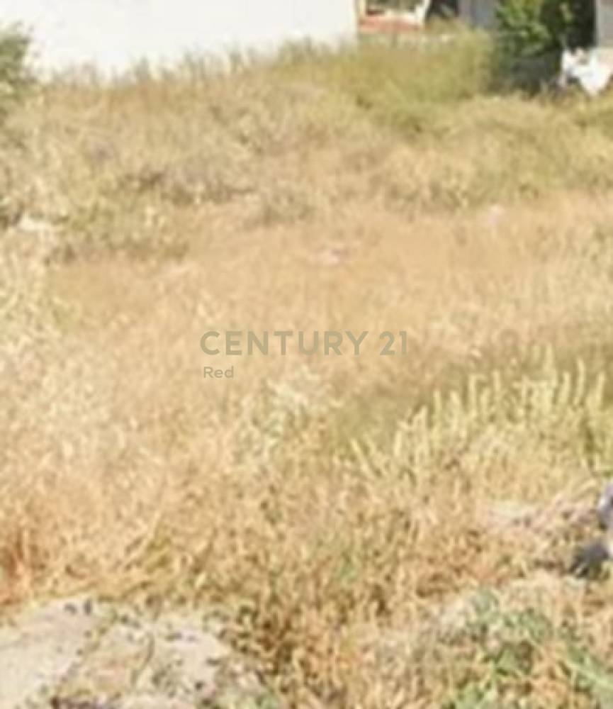 Οικόπεδο — Κορυδαλλός