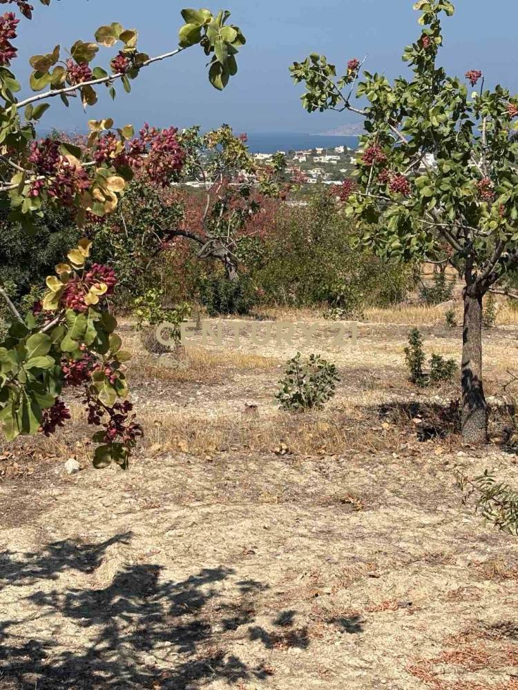 Οικόπεδο — Αίγινα