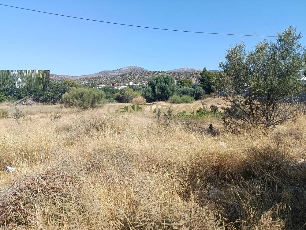 Αγροτεμάχιο — Κορωπί
